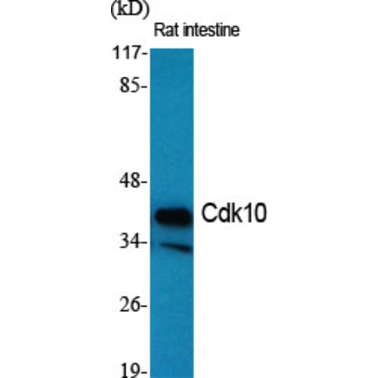 Western Blot - Anti-CDK10 Antibody (C11066) - Antibodies.com