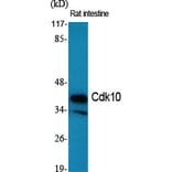 Western Blot - Anti-CDK10 Antibody (C11066) - Antibodies.com