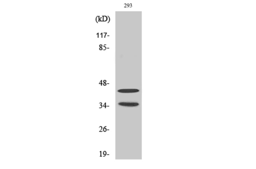Western Blot - Anti-CDK10 Antibody (C11066) - Antibodies.com