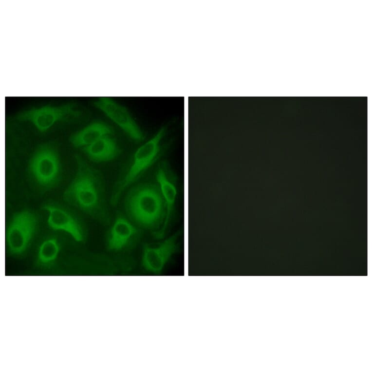 Immunofluorescence - Anti-CDH23 Antibody (C12097) - Antibodies.com