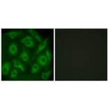 Immunofluorescence - Anti-CDH23 Antibody (C12097) - Antibodies.com