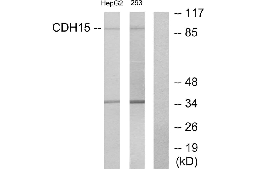 Western Blot - Anti-CDH15 Antibody (C12090) - Antibodies.com