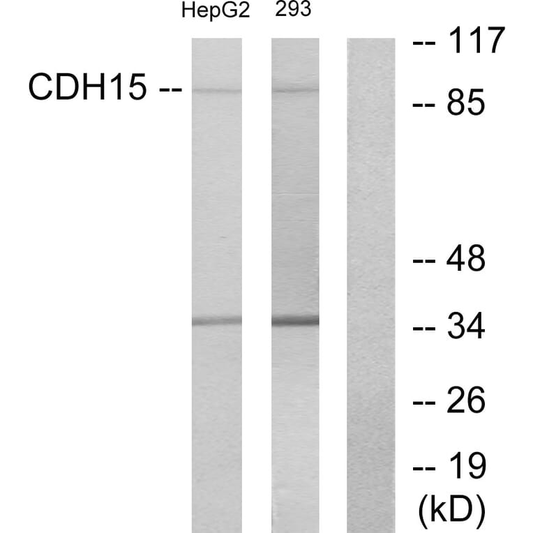 Western Blot - Anti-CDH15 Antibody (C12090) - Antibodies.com