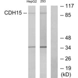 Western Blot - Anti-CDH15 Antibody (C12090) - Antibodies.com