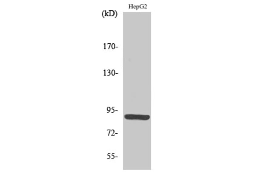Western Blot - Anti-CDH15 Antibody (C12090) - Antibodies.com
