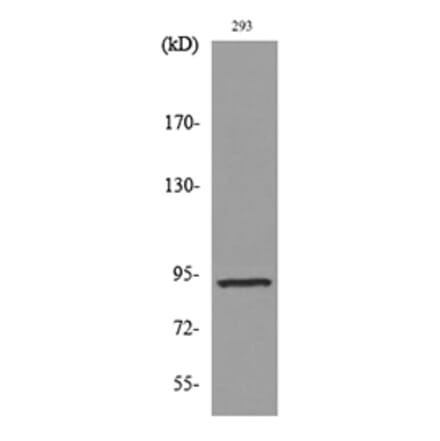 Western Blot - Anti-CDCP1 Antibody (C30583) - Antibodies.com