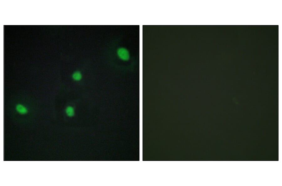 Immunofluorescence - Anti-CDCA4 Antibody (C12175) - Antibodies.com