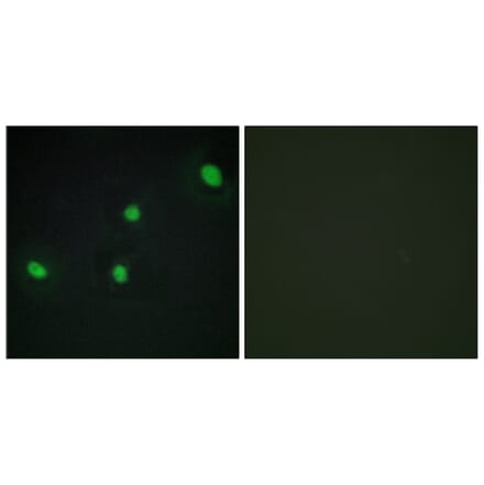 Immunofluorescence - Anti-CDCA4 Antibody (C12175) - Antibodies.com