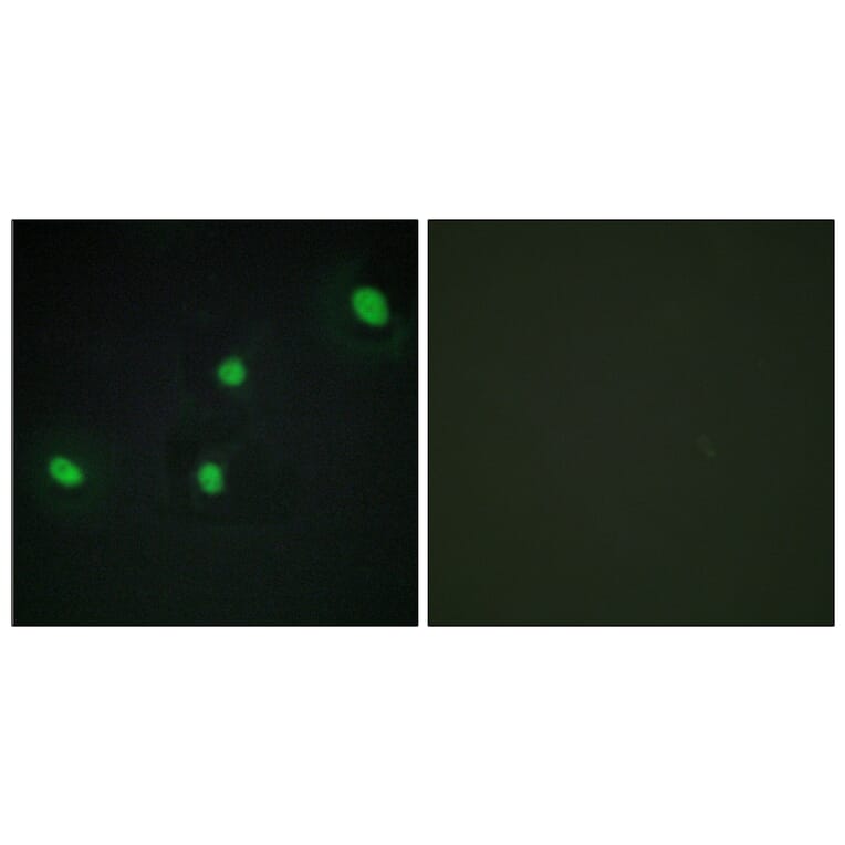 Immunofluorescence - Anti-CDCA4 Antibody (C12175) - Antibodies.com