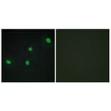 Immunofluorescence - Anti-CDCA4 Antibody (C12175) - Antibodies.com