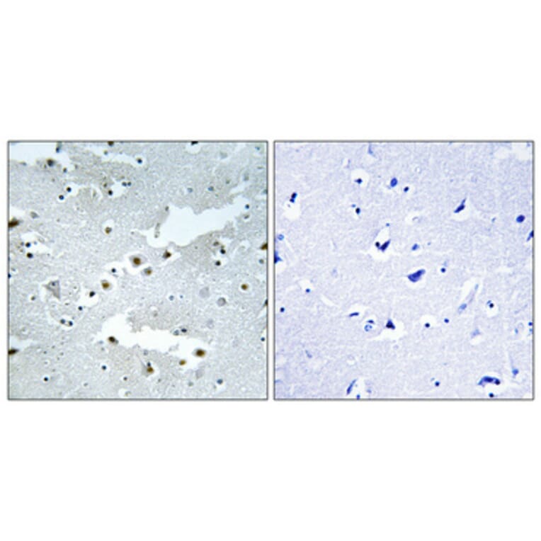 Immunohistochemistry - Anti-CDC40 Antibody (C17847) - Antibodies.com