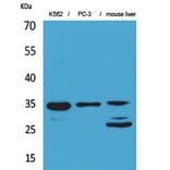 Western Blot - Anti-CDC34 Antibody (C30115) - Antibodies.com