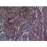 Immunohistochemistry - Anti-CDC34 Antibody (C30115) - Antibodies.com