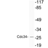 Western Blot - Anti-Cdc34 Antibody (R12-2086) - Antibodies.com