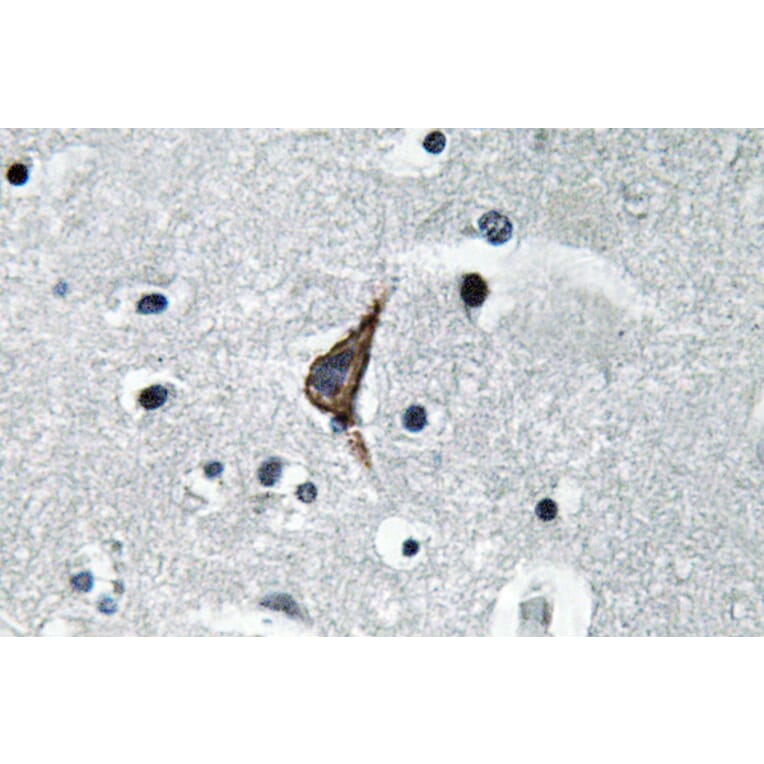 Immunohistochemistry - Anti-CD284 Antibody (R12-2073) - Antibodies.com