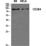 Western Blot - Anti-CD284 Antibody (R12-2073) - Antibodies.com