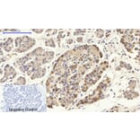 Immunohistochemistry - Anti-CD284 Antibody (R12-2073) - Antibodies.com
