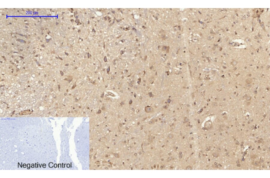 Immunohistochemistry - Anti-CD284 Antibody (R12-2073) - Antibodies.com