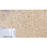 Immunohistochemistry - Anti-CD284 Antibody (R12-2073) - Antibodies.com