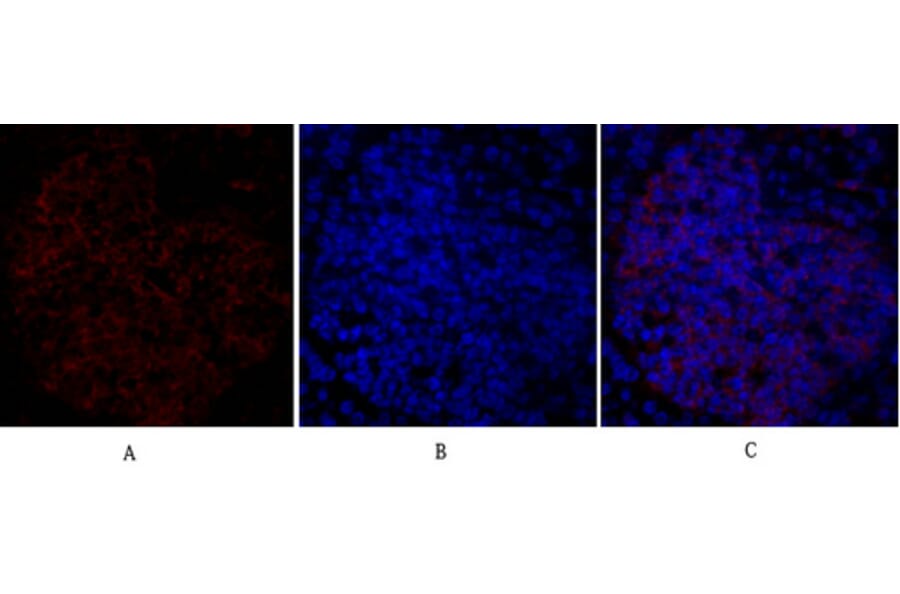 Immunofluorescence - Anti-CD284 Antibody (R12-2073) - Antibodies.com