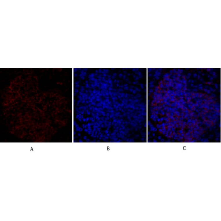 Immunofluorescence - Anti-CD284 Antibody (R12-2073) - Antibodies.com