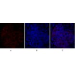 Immunofluorescence - Anti-CD284 Antibody (R12-2073) - Antibodies.com