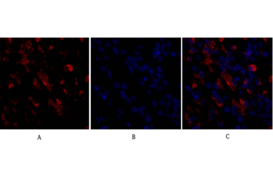 Immunofluorescence - Anti-CD284 Antibody (R12-2073) - Antibodies.com