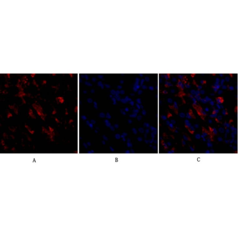 Immunofluorescence - Anti-CD284 Antibody (R12-2073) - Antibodies.com
