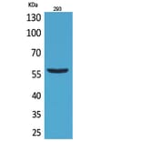 Western Blot - Anti-CD276 Antibody (C30551) - Antibodies.com