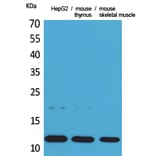 Western Blot - Anti-CCL11 Antibody (C30181) - Antibodies.com