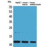 Western Blot - Anti-CCL11 Antibody (C30181) - Antibodies.com