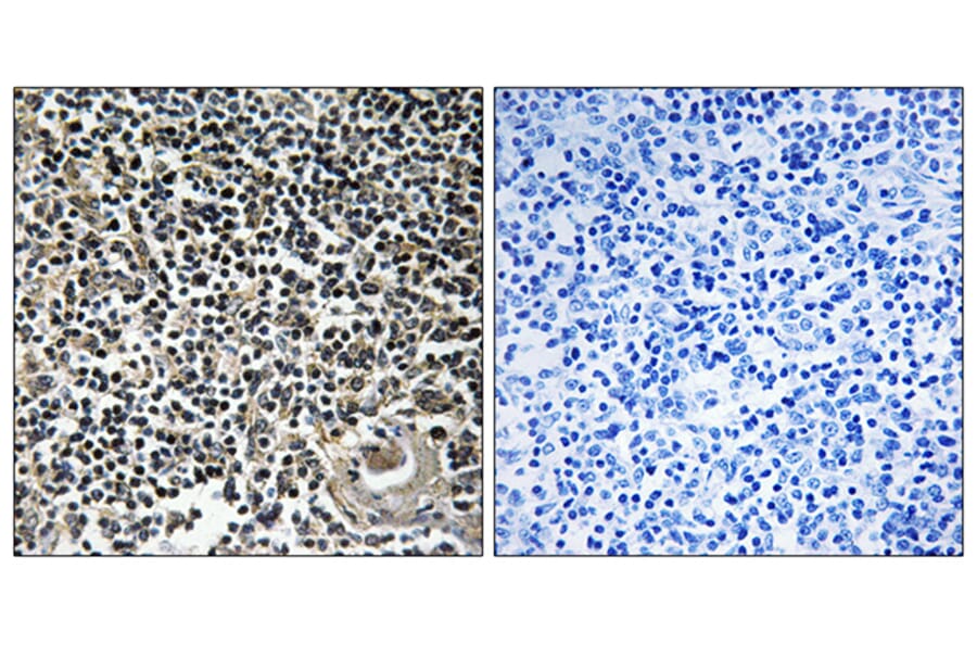 Immunohistochemistry - Anti-CBLN4 Antibody (C15059) - Antibodies.com