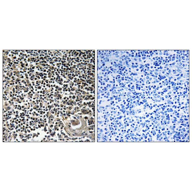 Immunohistochemistry - Anti-CBLN4 Antibody (C15059) - Antibodies.com