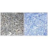 Immunohistochemistry - Anti-CBLN4 Antibody (C15059) - Antibodies.com