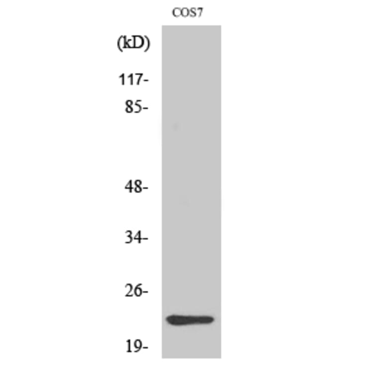 Western Blot - Anti-CBLN4 Antibody (C15059) - Antibodies.com