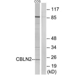 Western Blot - Anti-CBLN2 Antibody (C15057) - Antibodies.com