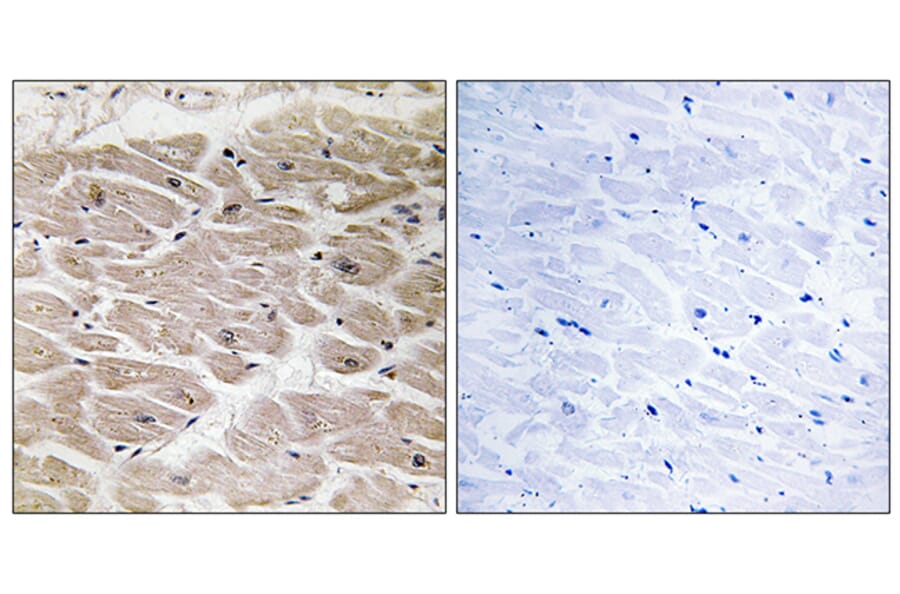 Immunohistochemistry - Anti-CBCP2 Antibody (C15300) - Antibodies.com