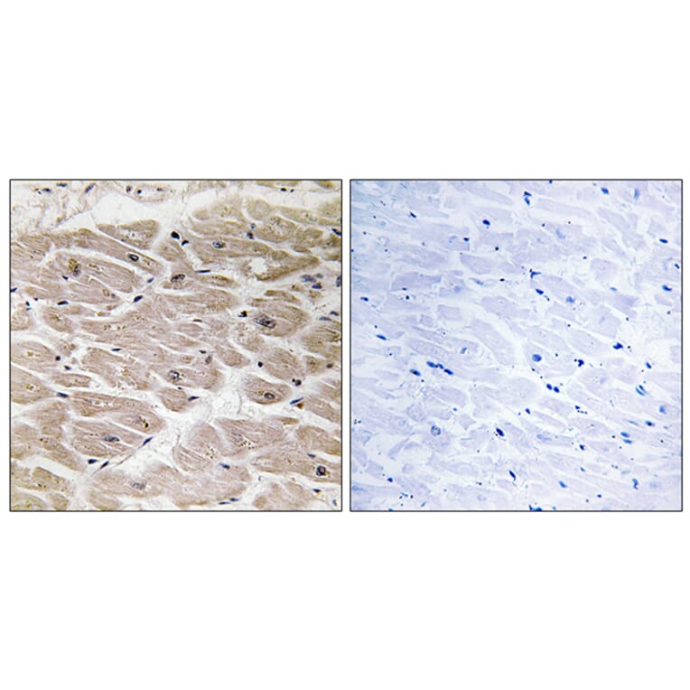 Immunohistochemistry - Anti-CBCP2 Antibody (C15300) - Antibodies.com