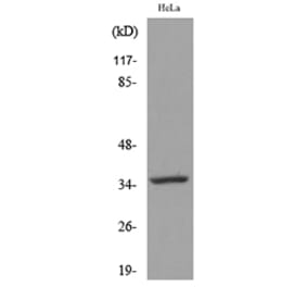 Western Blot - Anti-CASP3 Antibody (C30154) - Antibodies.com