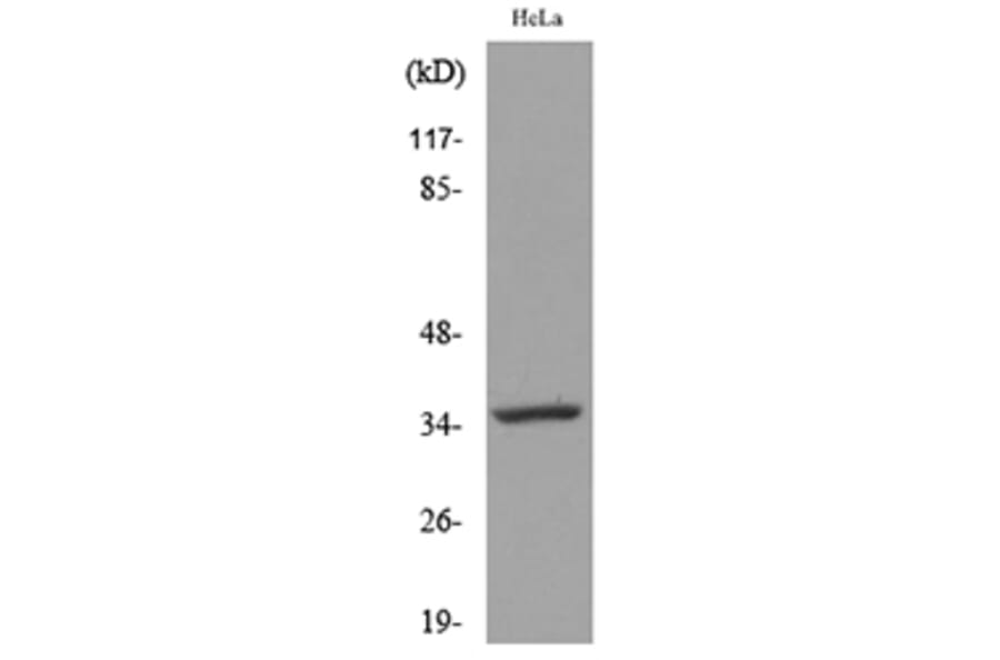 Western Blot - Anti-CASP3 Antibody (C30154) - Antibodies.com