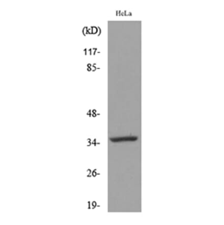 Western Blot - Anti-CASP3 Antibody (C30154) - Antibodies.com