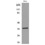 Western Blot - Anti-CASP3 Antibody (C30154) - Antibodies.com