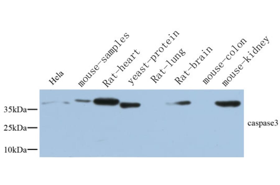 Western Blot - Anti-CASP3 Antibody (C30154) - Antibodies.com
