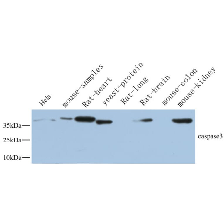Western Blot - Anti-CASP3 Antibody (C30154) - Antibodies.com