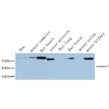 Western Blot - Anti-CASP3 Antibody (C30154) - Antibodies.com