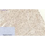 Immunohistochemistry - Anti-CASP3 Antibody (C30154) - Antibodies.com