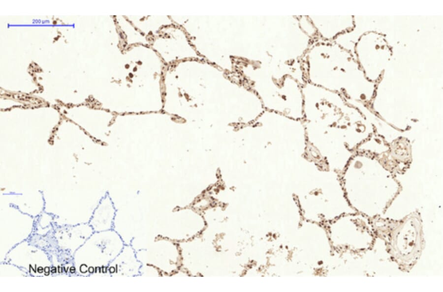 Immunofluorescence - Anti-CASP3 Antibody (C30154) - Antibodies.com