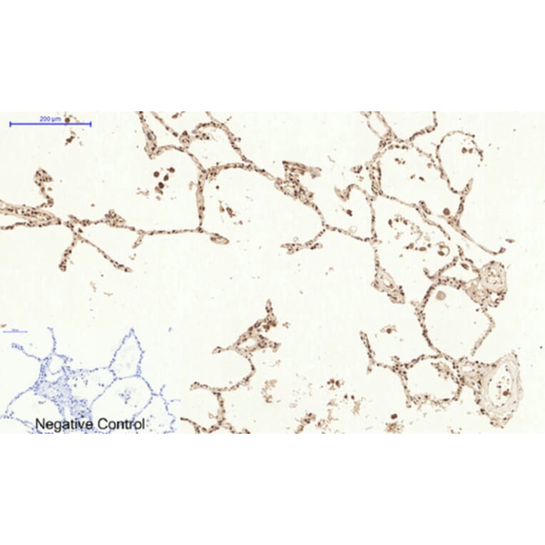 Immunofluorescence - Anti-CASP3 Antibody (C30154) - Antibodies.com