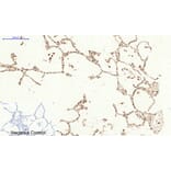 Immunofluorescence - Anti-CASP3 Antibody (C30154) - Antibodies.com