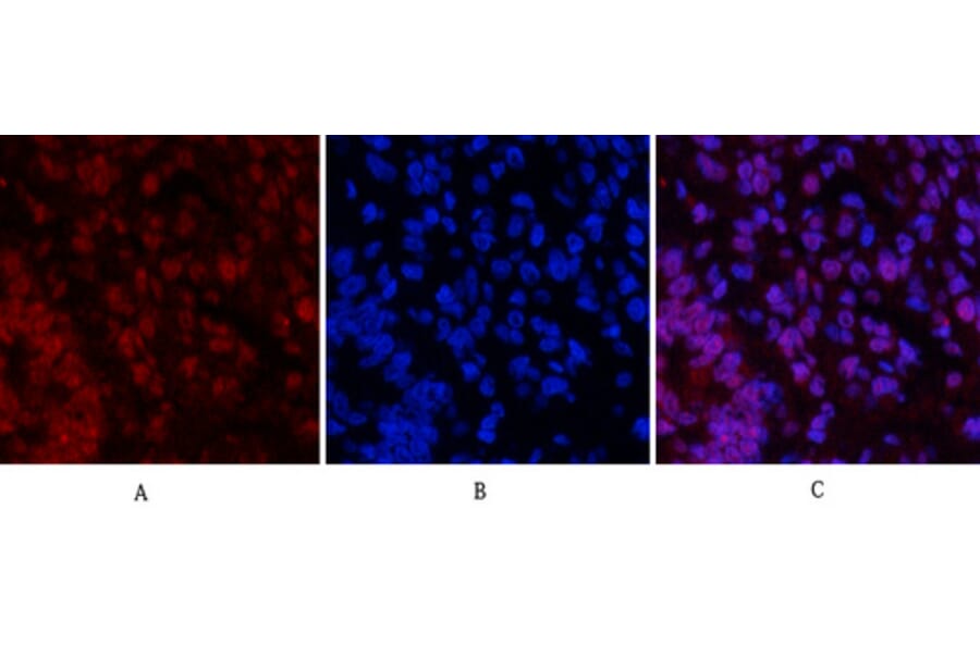 Immunofluorescence - Anti-CASP3 Antibody (C30154) - Antibodies.com